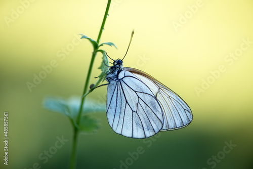 Aporia crataegi butterfly on a  wild flower early in the morning waiting for the first rays of the sun