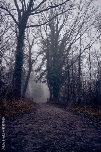 Dark forest at dawn in the fog