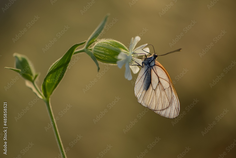 Φωτογραφία Aporia crataegi butterfly on a  wild flower early in the morning waiting for the