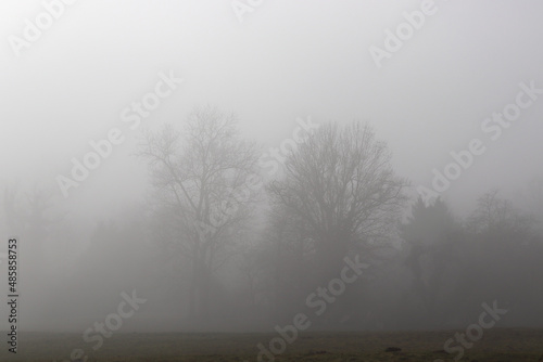 des silhouettes d'arbres à l'orée d'une forêt perdues dans un brouillard hivernal en Limousin 