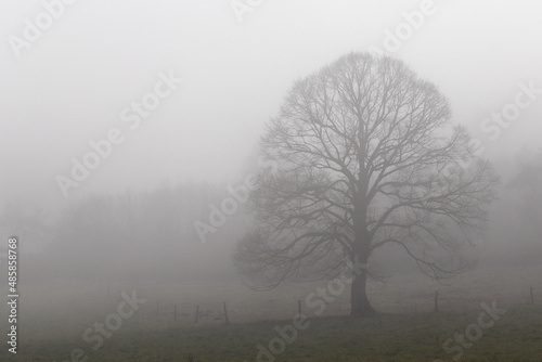 un arbre enveloppé d'un épais brouillard hivernal dans un champ