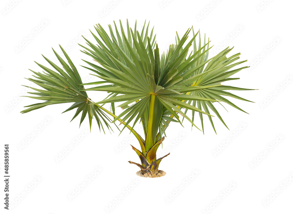 sugar palm tree sugar palm tree