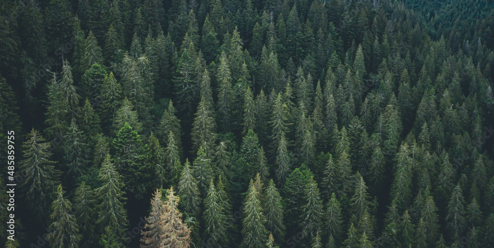 Panoramic view of evergreen pine wood from drone - obrazy, fototapety, plakaty 