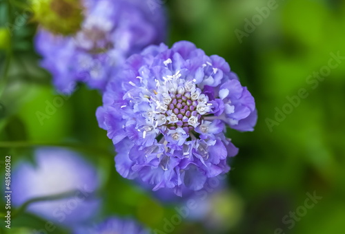 Blue Scabious flower close-up on the background of greenery in the garden in summer