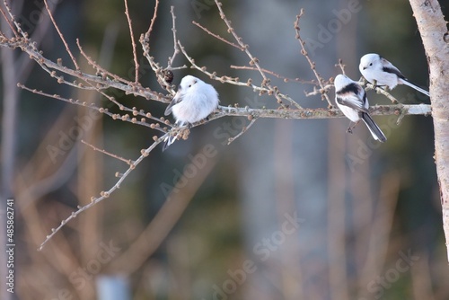 北海道のシマエナガ