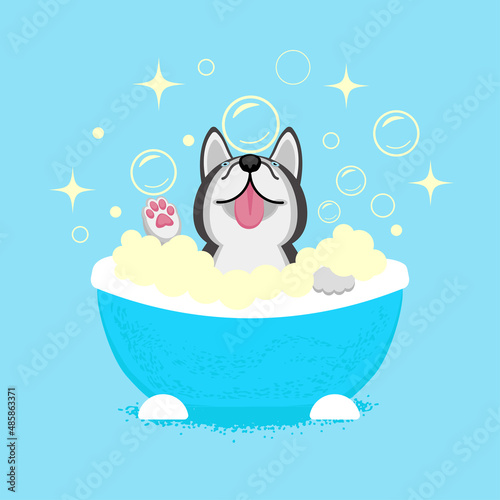 Siberian Husky puppy in the bath. Cute puppy with blue eyes. Husky happy dog. Color vector illustration in cartoon flat style. 