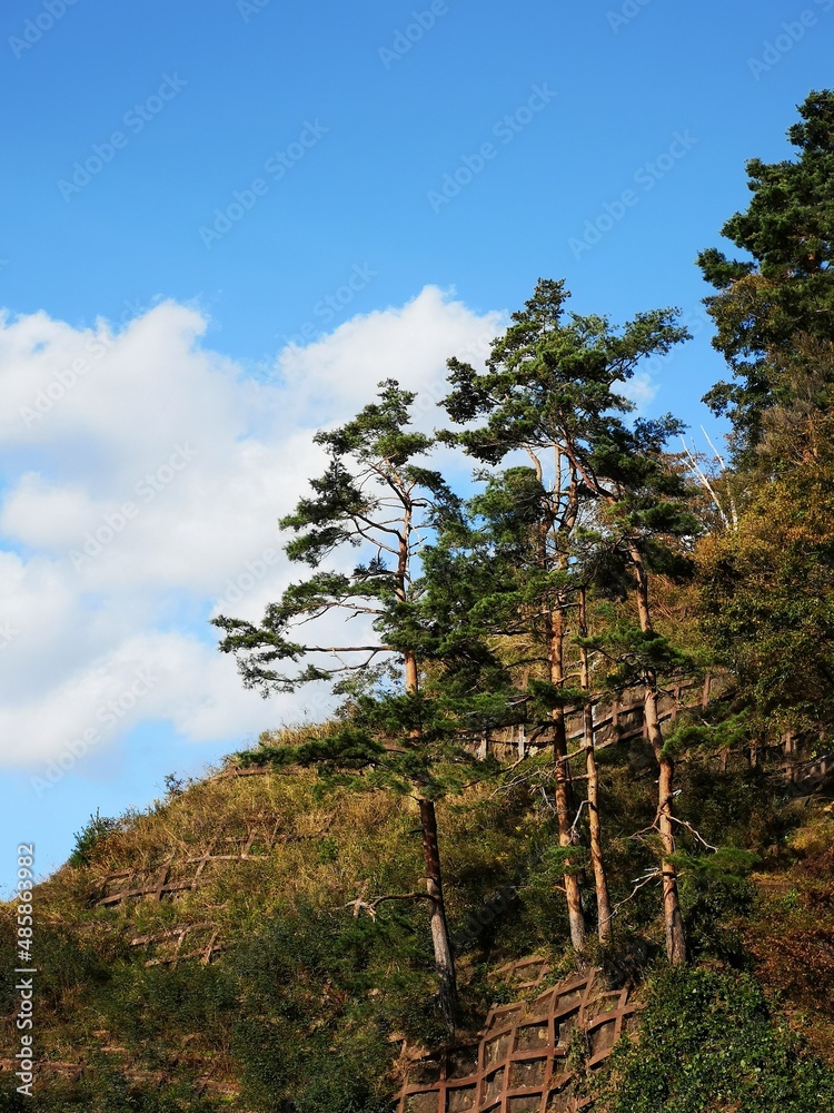 Fototapeta premium Black Pine Tree on The Mountain At Lake Kawaguchiko Japan in Fall Season