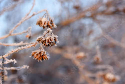 Tree branches covered by frost with sunset light, macro