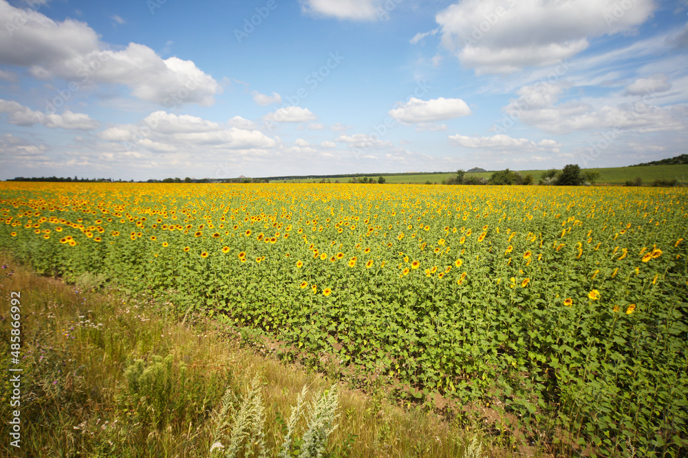 Sunflower field. Nature horizontal background.