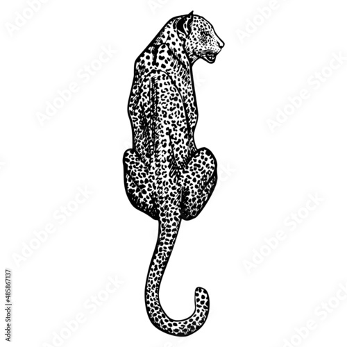 Leopard in engraving style isolated on white background. Hand drawn wildlife sitting animal. Vintage sketch cheetah.