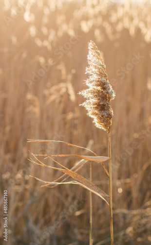 Dry reed outdoor in light pastel colors, reed layer, reed seeds. Beige reed grass, pampas grass. Abstract natural background. Beautiful pattern with neutral colors. Minimal, stylish, trend