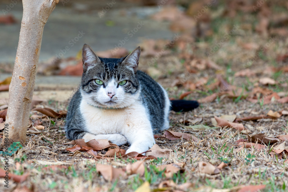 A beautiful gray and white spotted male cat lying on the lawn. Animal world. Pet lover.Cat lover. American Wirehair.
