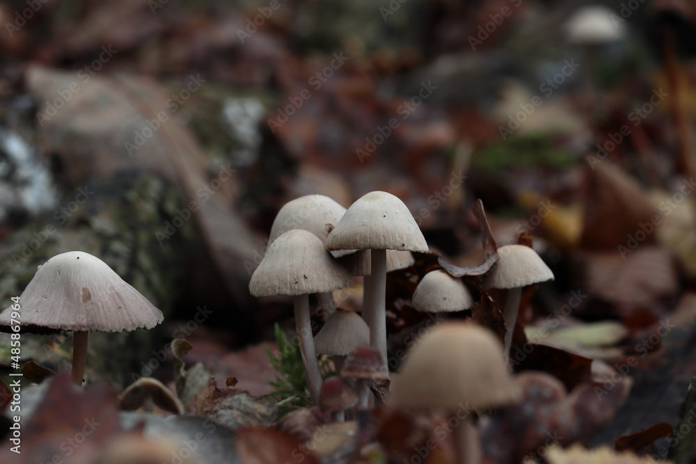 petits champignons blancs très fins, probablement des mycènes