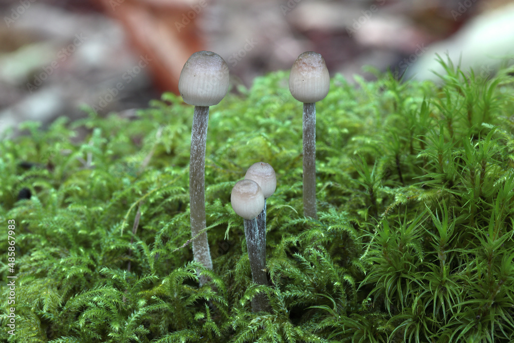 petits champignons, probablement des mycènes dans la mousse petits champignons, probablement des mycènes dans la mousse