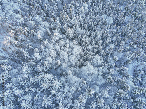Winter forest with covered trees with snow. Beautiful winter nature landscape, aerial view. Pine forest background © Lazy_Bear