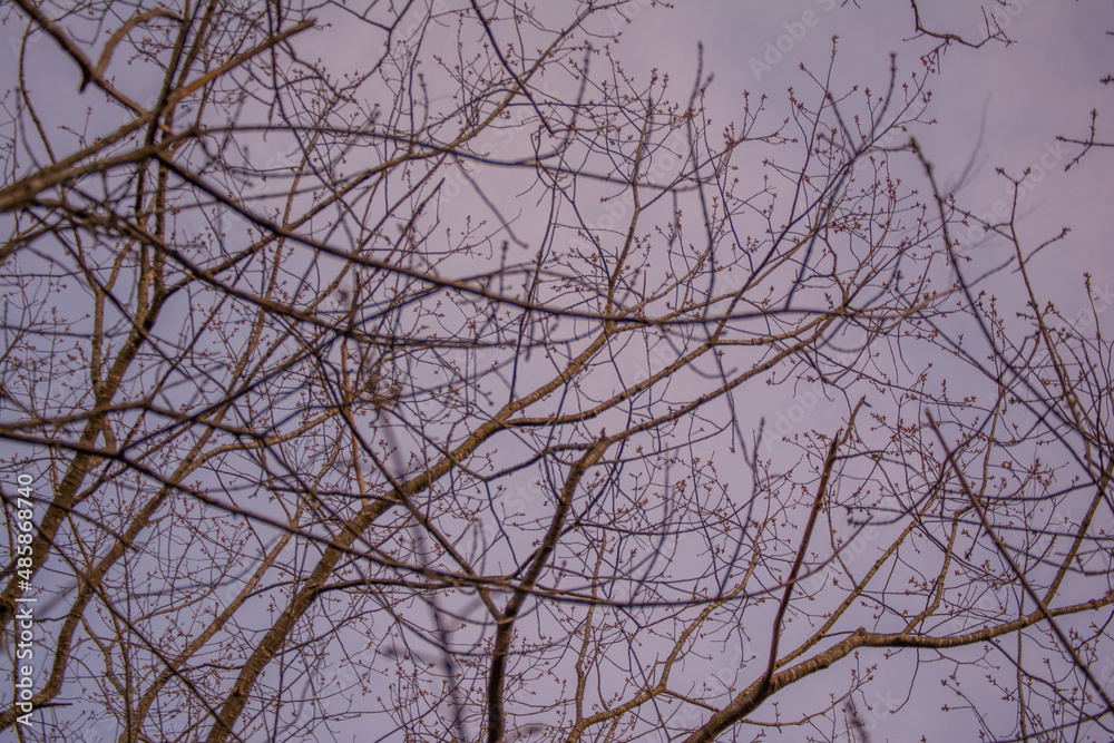 Obraz premium branches against purple sky