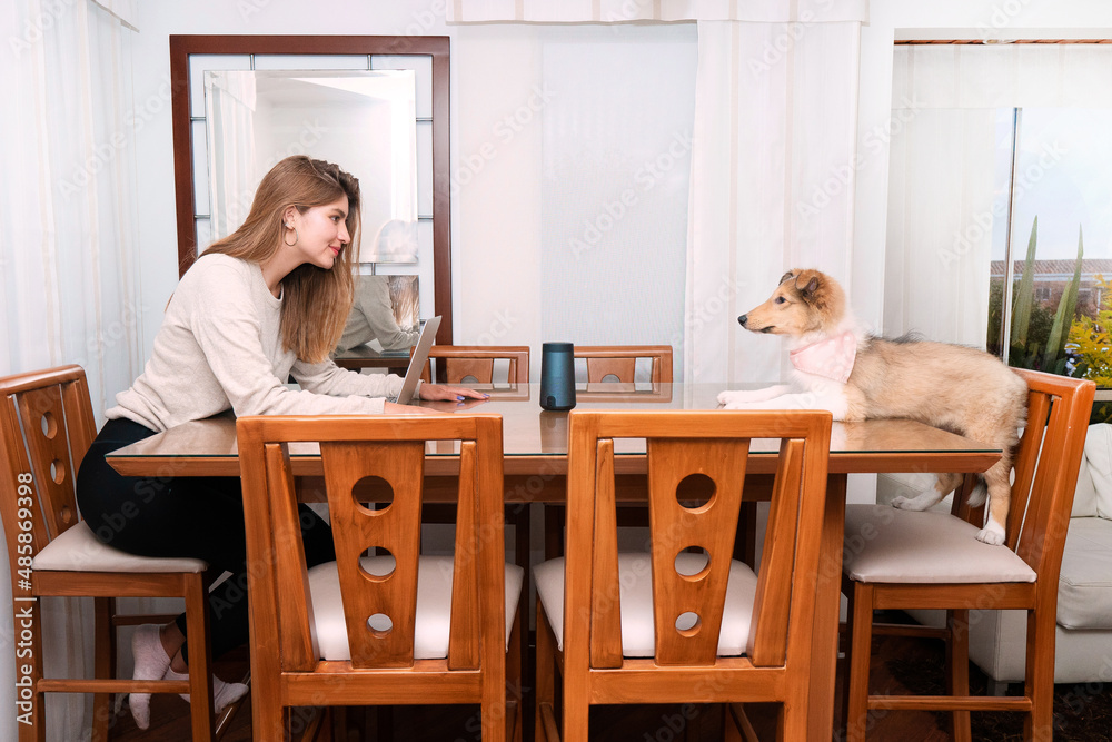 young blonde woman sitting in the dining table looking at her puppy collie dog sitting in the chair right in front of her. High quality photo