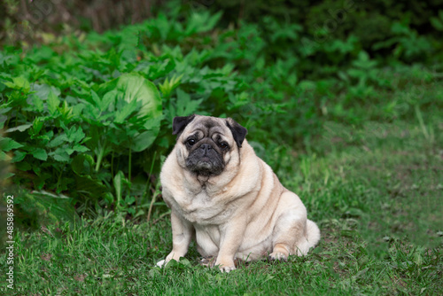 the pug is sitting on the green grass