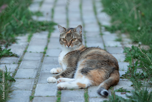 cat in the garden