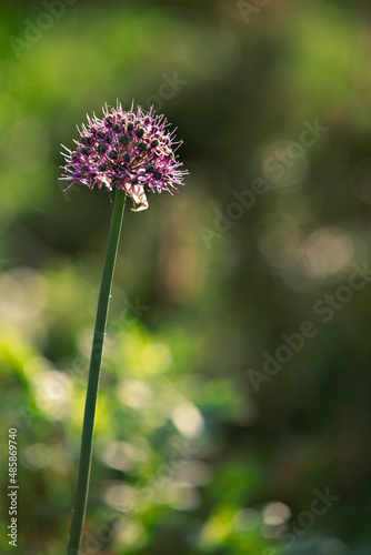 close-up of a funny roundflower plant