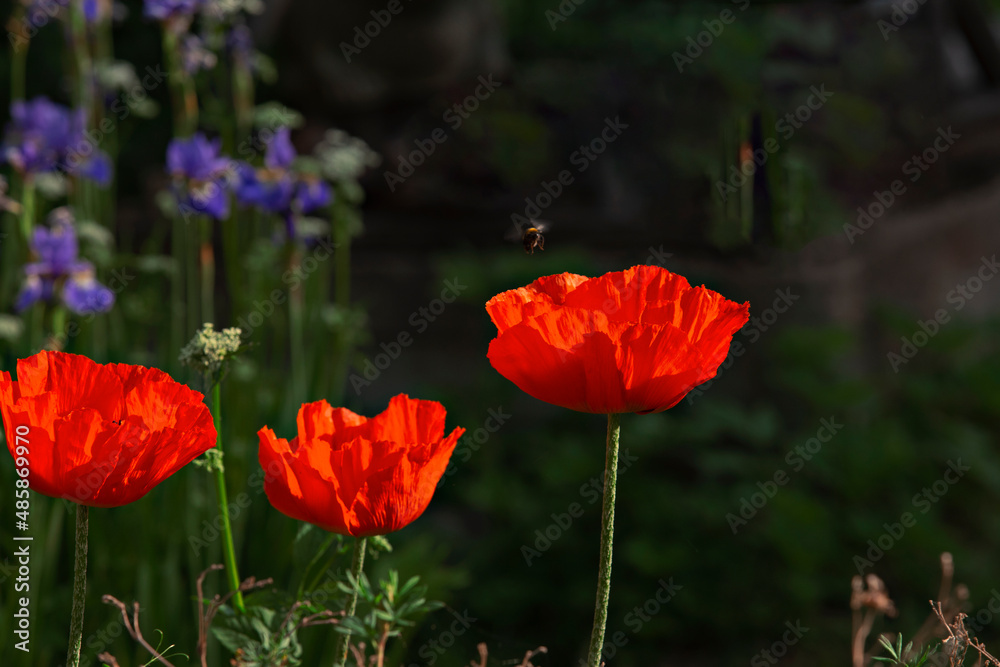 red large poppy flowers