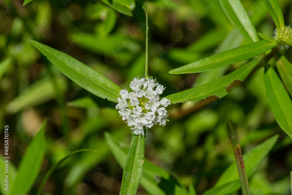 Obraz premium white flower on green background