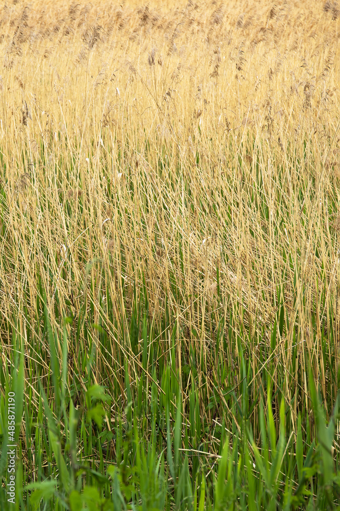 reeds grass flowers in the meadow green field with the wind breeze reeds grass flowers in the meadow green field with the wind breeze