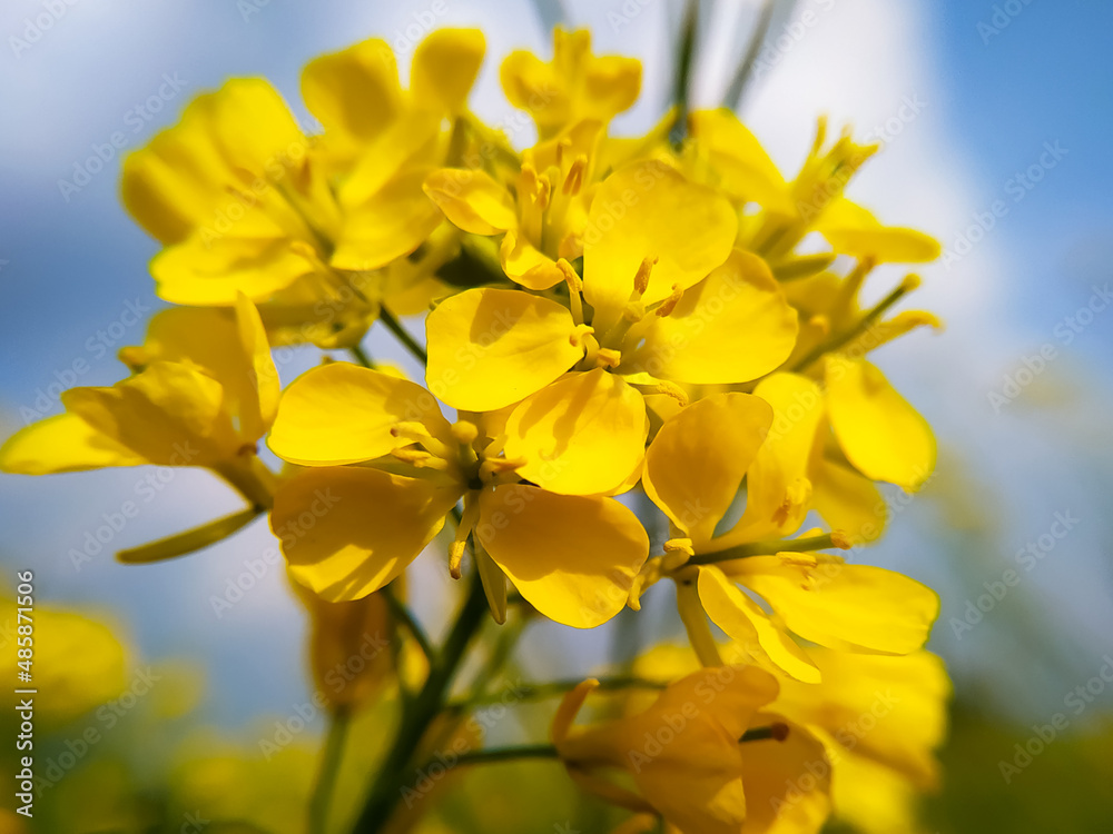 Beautiful rapeseed meadow with yellow flowers in the countryside against a blue sky.