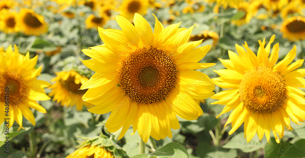 Sunflower field. Nature horizontal background. Sunflower field. Nature horizontal background.