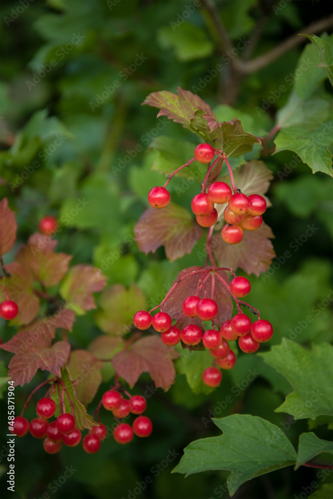 Shrubbery berries riping in a summer garden Shrubbery berries riping in a summer garden