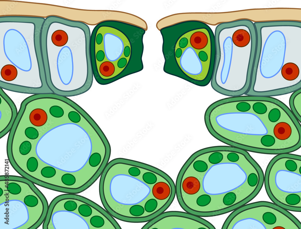 Vetor de Section view of stomate and plant leaf structure. Cross ...