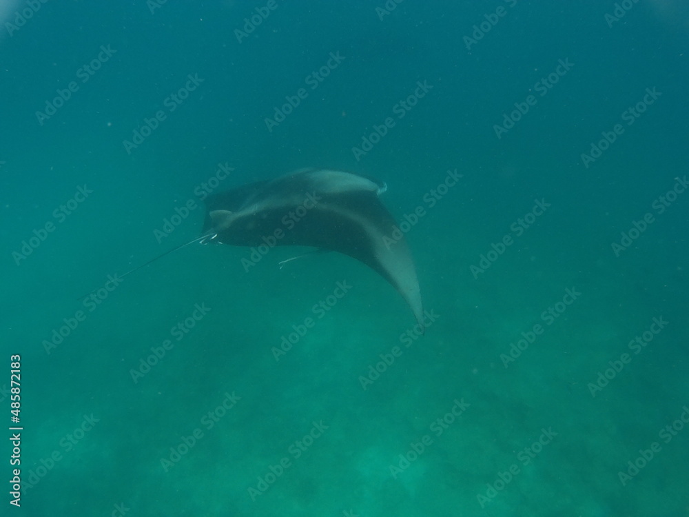 Fototapeta premium unter wasser Schwimmendrr Mantarochen