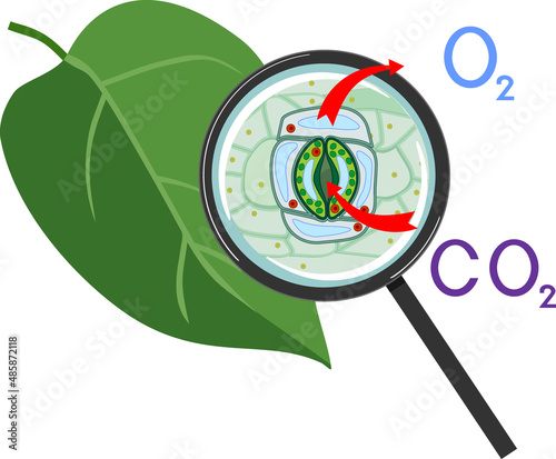Scheme of plant respiration and stomatal complex of green leaf under magnifying glass isolated on white background photo
