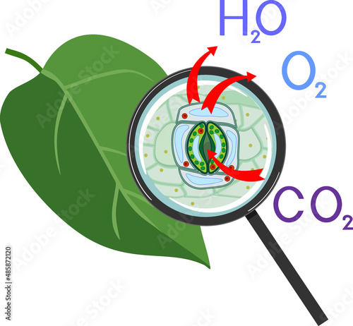 Scheme of plant transpiration and stomatal complex of green leaf under magnifying glass isolated on white background