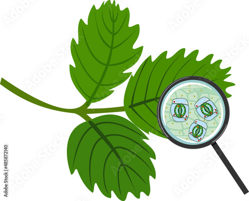Epithelium of plant leaf with stomatal complex with open stoma under magnifying glass isolated on white background