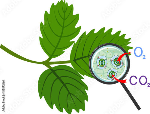 Scheme of plant respiration and stomatal complex of green leaf under magnifying glass isolated on white background
