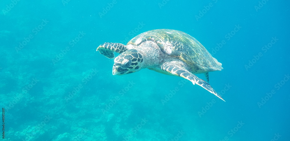 Obraz premium flying turtle