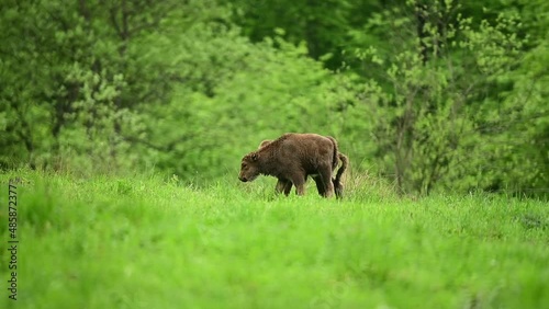 European Bison (Bison bonasus). The Bieszczady Mountains, Carpathians, Poland. photo