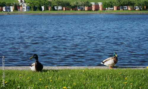 ducks in fresh green grass on a sunny summer day. swamp or pond with mud. wild nature. Petrhof, Saint Petersburg, Russia photo