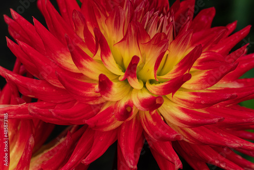 Multicolired (orange, yellow)  decorative Dahlia petals  Close up from the sideAugust  morning. Artistic. The concept of flowering autumn. Image is suitable for cards, banners. photo