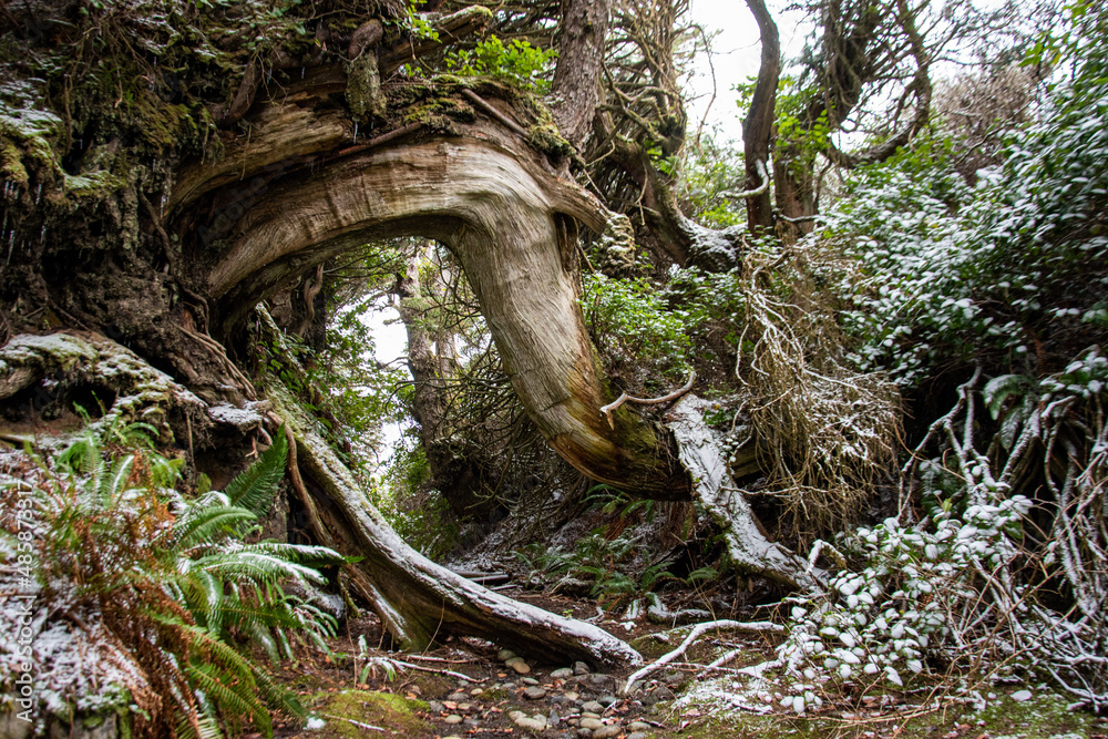 Fototapeta premium roots of a tree