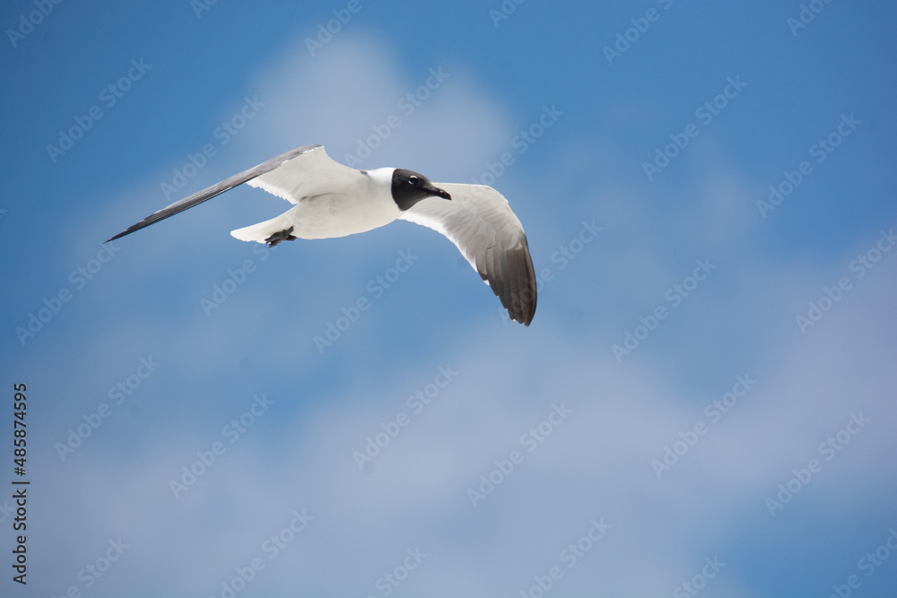 Obraz premium afternoon of seagulls