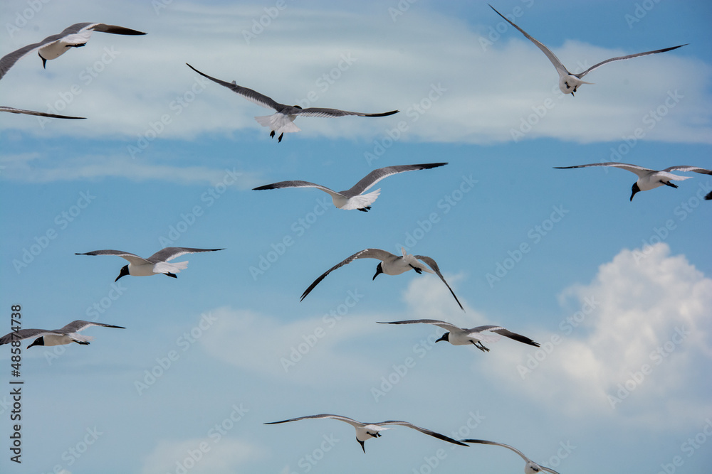 Fototapeta premium afternoon of seagulls