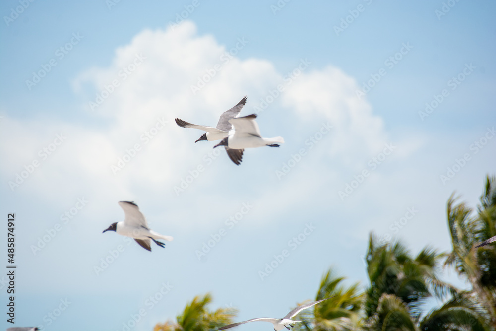 Obraz premium afternoon of seagulls