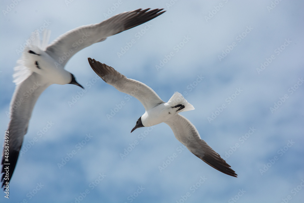 Obraz premium afternoon of seagulls