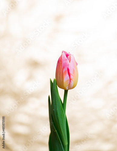 tulip
