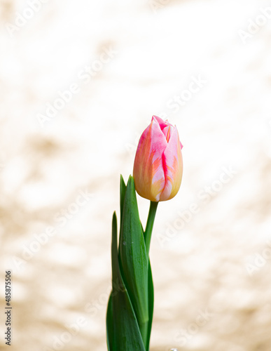 tulips of the snow