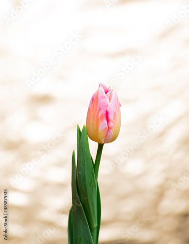pink tulips on the beach