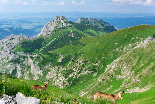 Fototapeta Naklejka Na Ścianę i Meble -  Chamois in the Western Tatras. Red Peaks area.