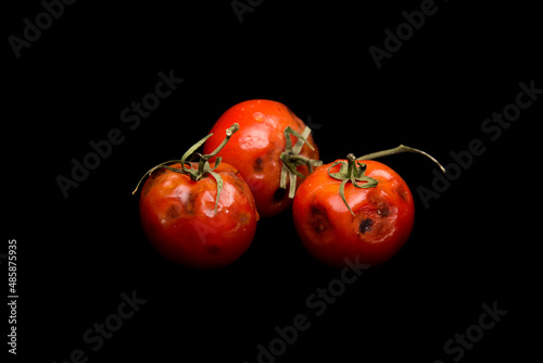 spoiled tomato with rot on a white or black background photo